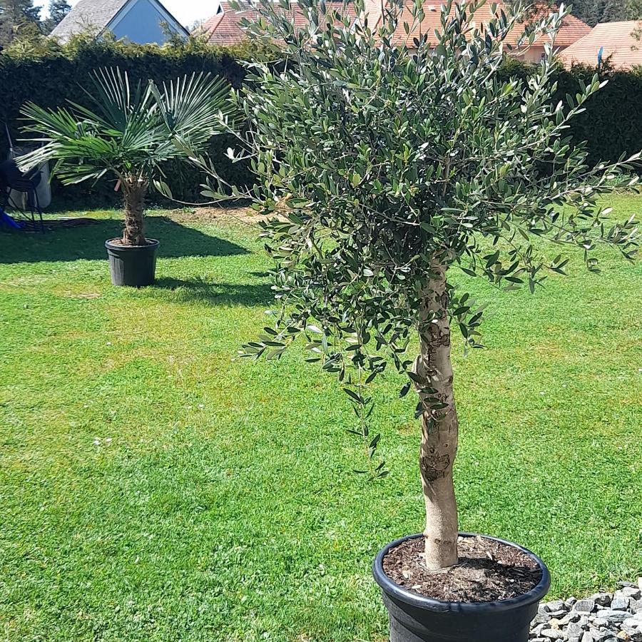 סנט קנזיאן Bungalows Sonnenblume Am Klopeiner See מראה חיצוני תמונה